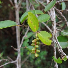 Coccoloba microstachya