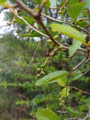 Coccoloba microstachya