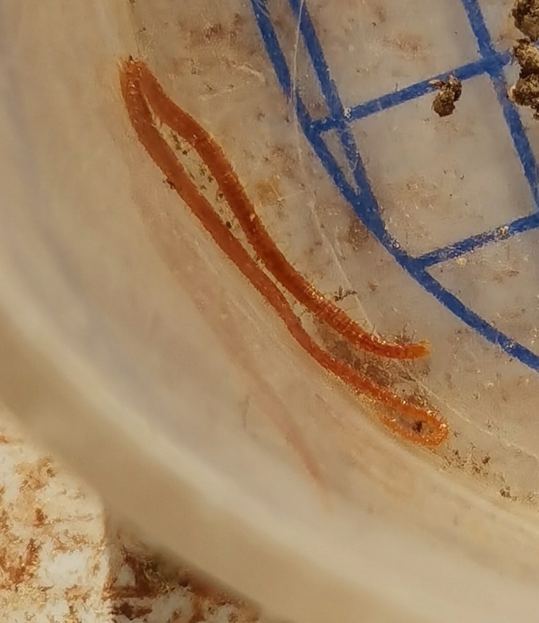 Dignathodon microcephalus