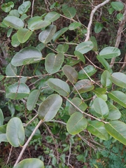 Coccoloba microstachya