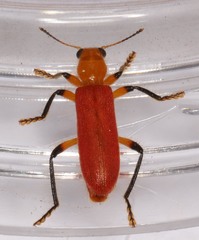 Aphelochroa sanguinalis