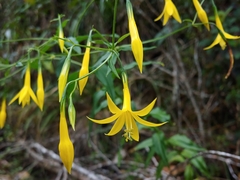 Lisianthius laxiflorus