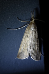 Rhynchina cramboides