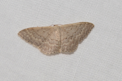 Idaea philocosma
