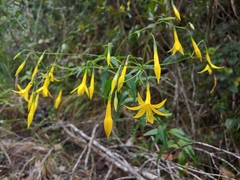 Lisianthius laxiflorus