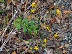 Lisianthius laxiflorus