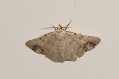 Aeolochroma quadrilinea