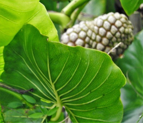 Montrichardia