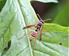 Polistes humilis synoecus