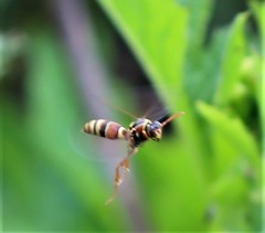 Polistes humilis synoecus