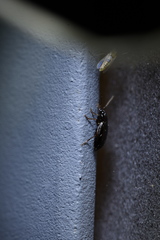 Harpalus amplicollis