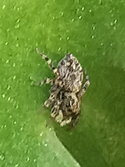 Pseudeuophrys