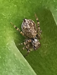 Pseudeuophrys