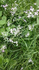 Raphanus sativus raphanistroides