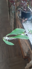 Euphorbia splendens