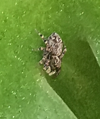 Pseudeuophrys