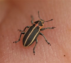 Eudiagogus maryae