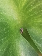 Pseudeuophrys