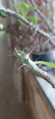 Euphorbia splendens