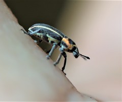 Eudiagogus maryae