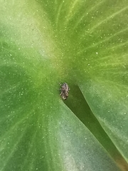 Pseudeuophrys