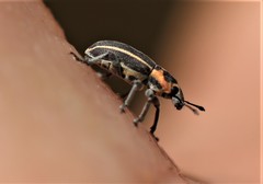 Eudiagogus maryae