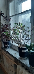 Euphorbia splendens