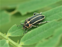 Eudiagogus maryae