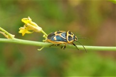 Eurydema gebleri
