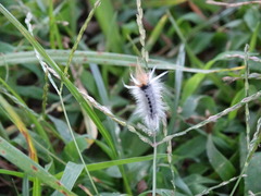 Halysidota ruscheweyhi