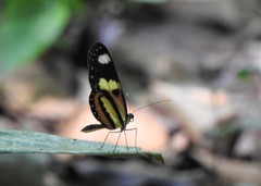 Mechanitis lysimnia