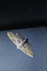 Araeopteron fragmenta