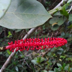 Coccoloba sintenisii