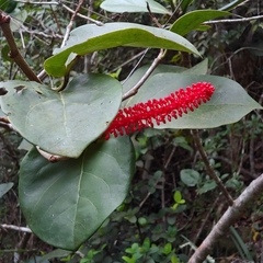 Coccoloba sintenisii
