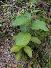 Coccoloba sintenisii