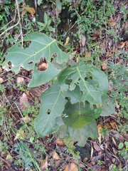 Coccoloba sintenisii