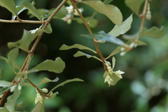 Elaeagnus triflora