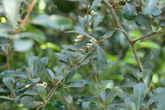 Elaeagnus triflora