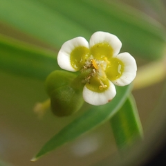 Euphorbia articulata