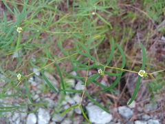 Euphorbia articulata