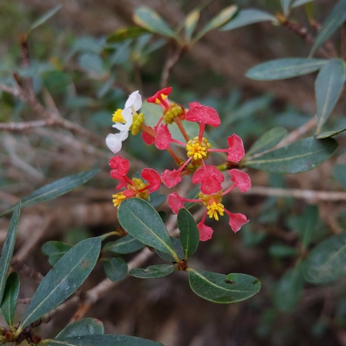 Long Key locustberry (Byrsonima lucida)