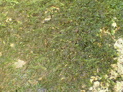 Sematophyllum