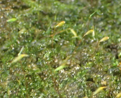 Sematophyllum