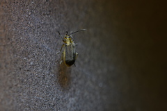 Galerucella nipponensis