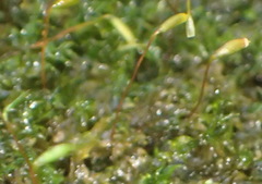 Sematophyllum