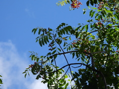 Ganophyllum falcatum