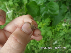 Euthycera chaerophylli