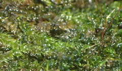 Sematophyllum