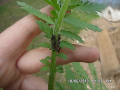 Metopeurum fuscoviride