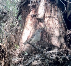 Mimus polyglottos